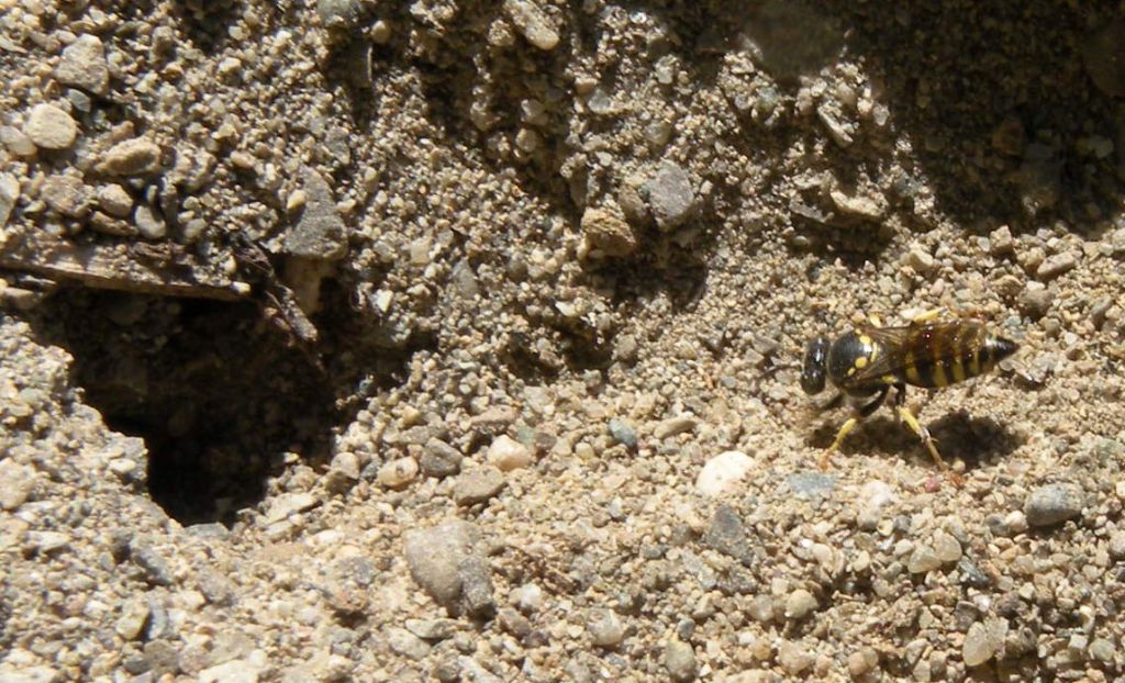 Piccolo imenottero scavatore